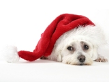 Kerstkaart: Wit hondje met een rode kerstmuts op