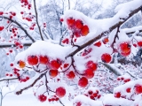 Kerstkaart: Rode bessen met sneeuw erop