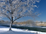 Kerstkaart: Besneeuwde boom in sneeuwlandschap