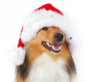 Kerstkaart: Hond met kerstmuts